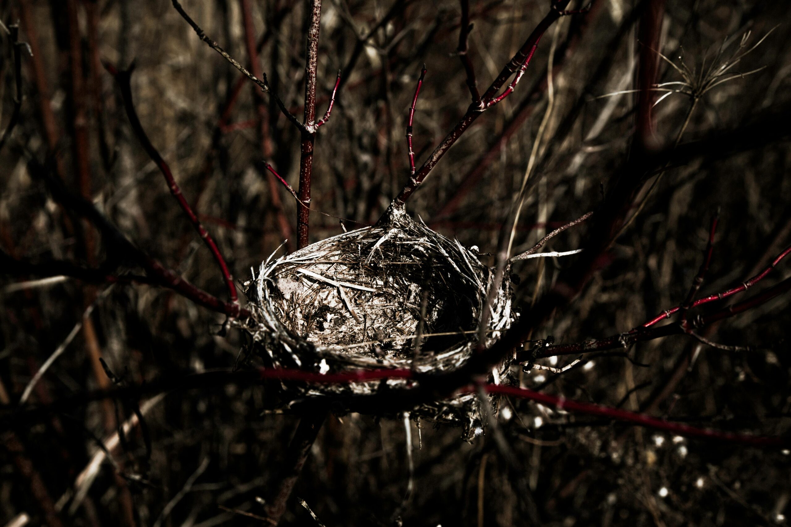 empty nester